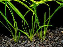 Jungle Vallisneria Americana