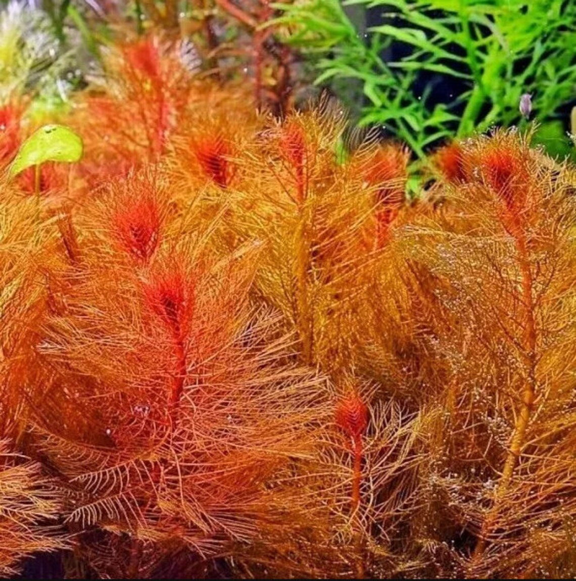 Myrio Red aquatic plant in a natural pond setting