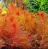 Myrio Red aquatic plant in a natural pond setting