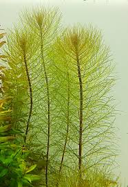 Parrot's Feather Myriophyllum Aquaticum