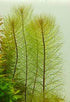 Parrot's Feather Myriophyllum Aquaticum