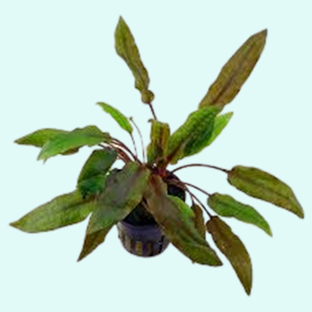 Cryptocoryne Crypt Wendtii Red 2