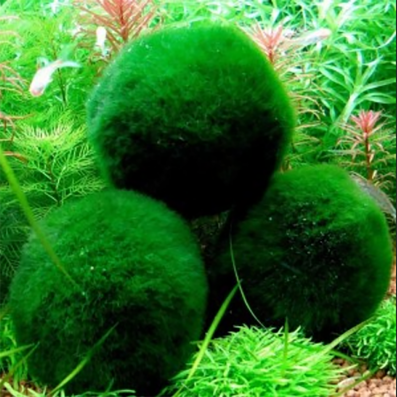 Marimo Moss Ball Aegagropila Linnaei