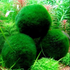 Marimo Moss Ball Aegagropila Linnaei