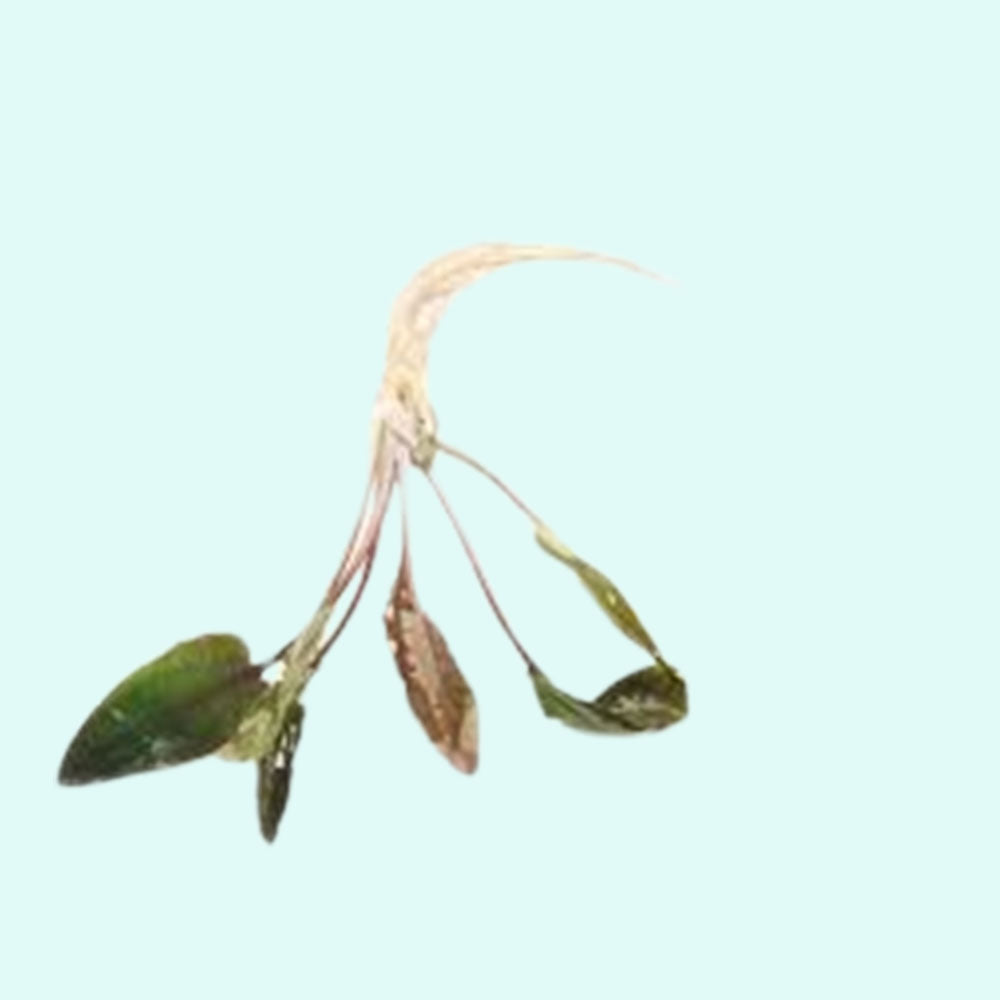 Cryptocoryne Crypt Wendtii Red 2