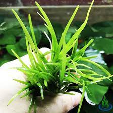 Dwarf Sagittaria (Subulata)