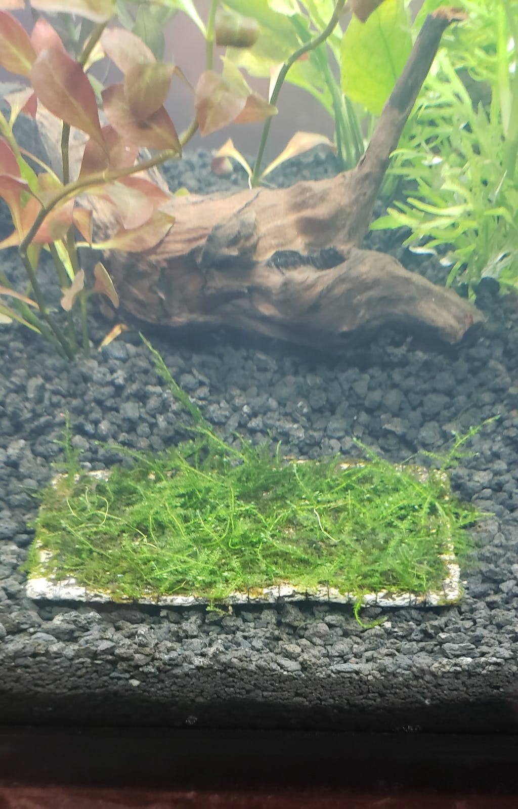 Weeping Moss Vesicularia Ferriei available for aquascaping