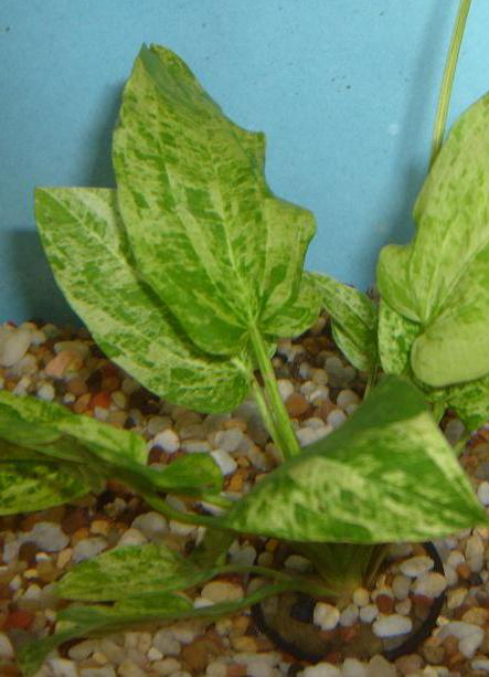 Marble Queen Sword (Echinodorus Cordifolius)