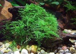 Christmas Moss 