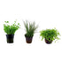 Aquarium Foreground Plant Bundle – 3 Pots for Beginners