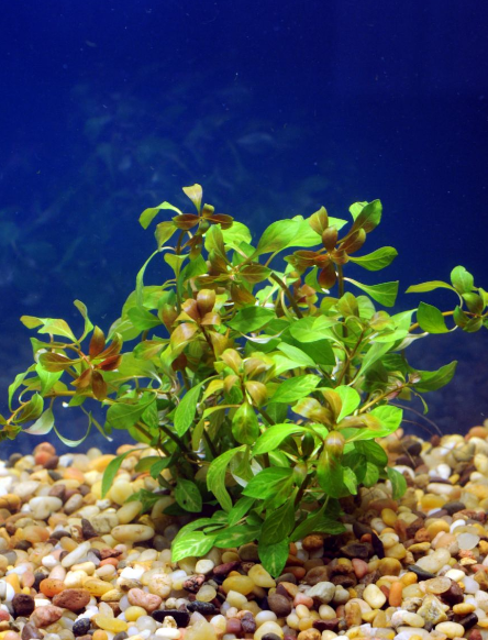 Oval Ludwigia (Ovalis)