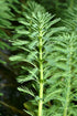 Parrot Feather Plant (Myriophyllum Aquaticum)