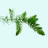 Lush Hornwort Aquatic Plant