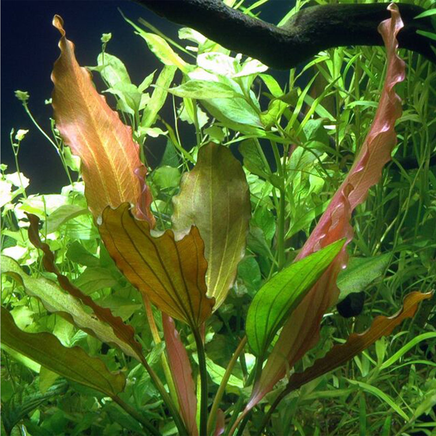 Buy 2 Get 1 Free Amazon Sword Red Rose Echinodorus Live Aquarium Plant Decor - Canton Aquatics