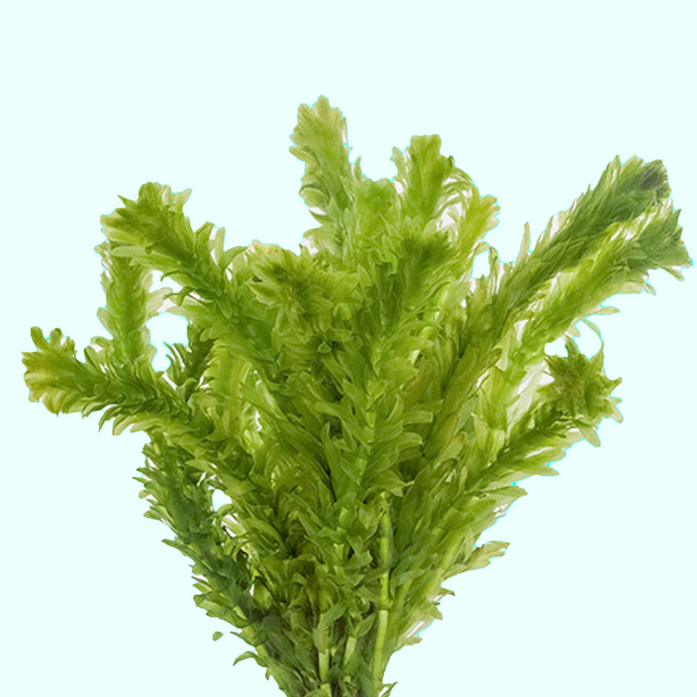 Anacharis Egeria Densa Bunch