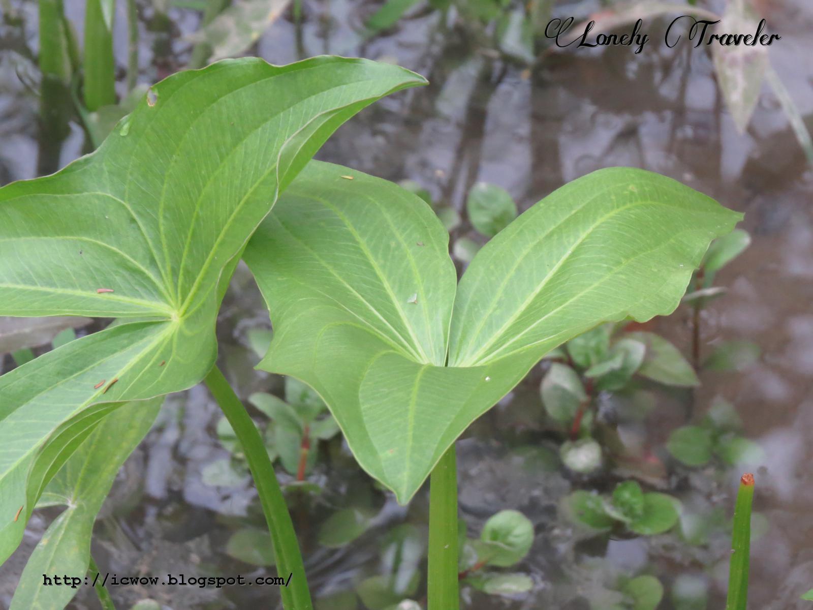 Dwarf Sagittaria (Broadleaf)