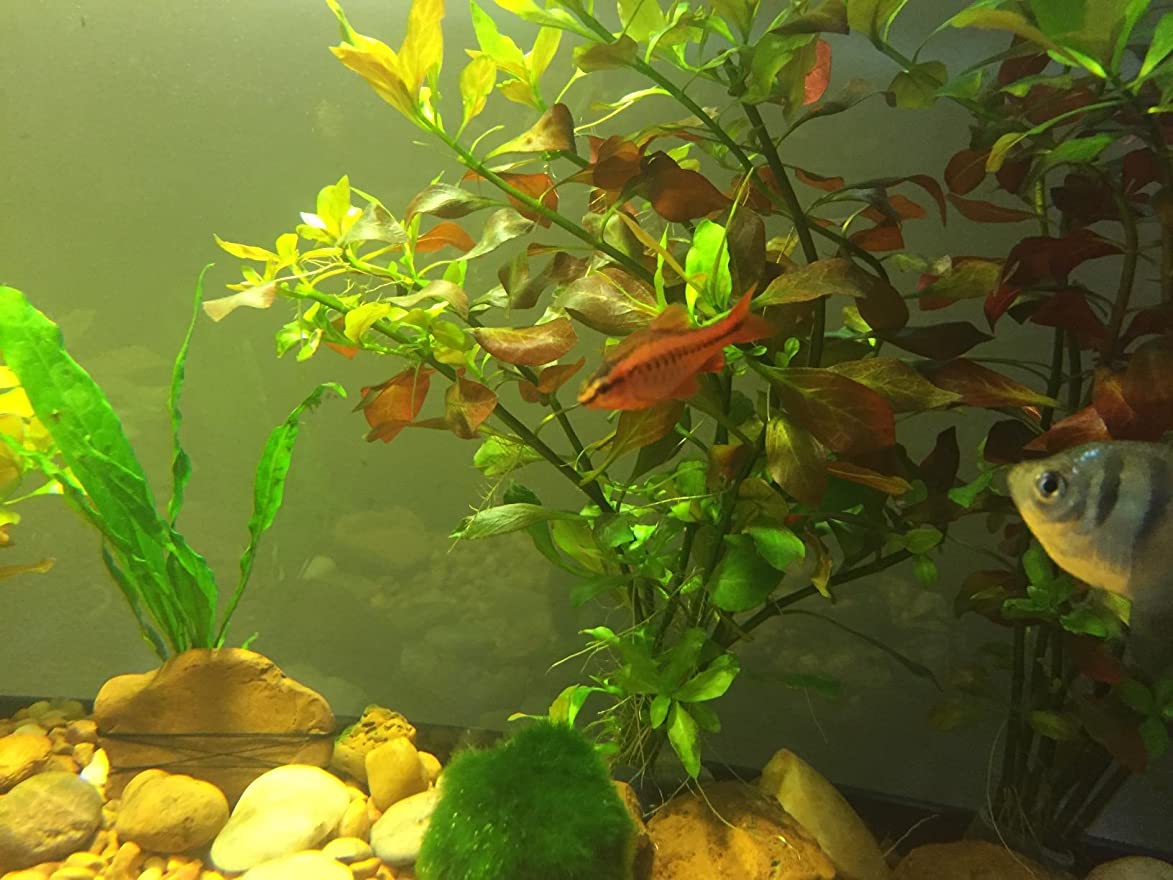 Oval Ludwigia (Ovalis)