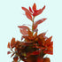 Ludwigia Repens (Rubin)