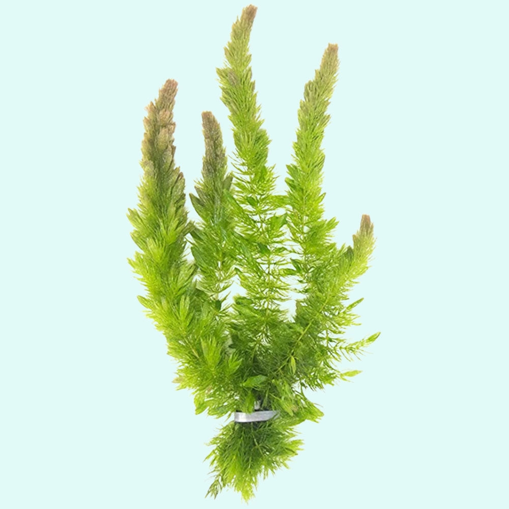 Lush Hornwort Aquatic Plant