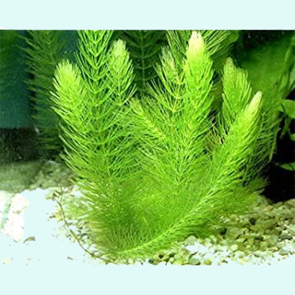 Lush Hornwort Aquatic Plant