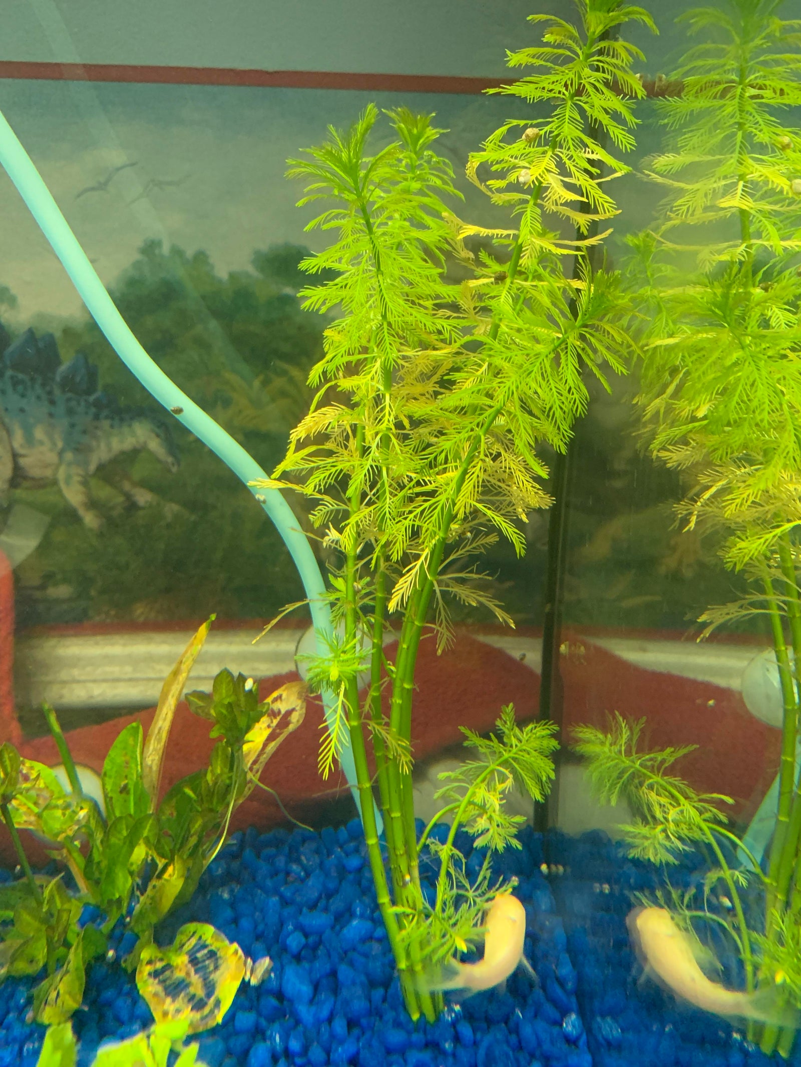 Parrot Feather Plant (Myriophyllum Aquaticum)