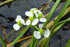 Dwarf Sagittaria (Broadleaf)