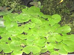 Cardamine Lyrata (Chinese Ivy )