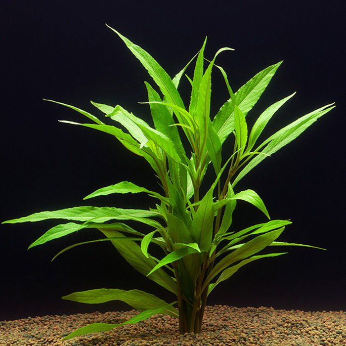 Hygro Blue (Hygrophila Salcifolia)