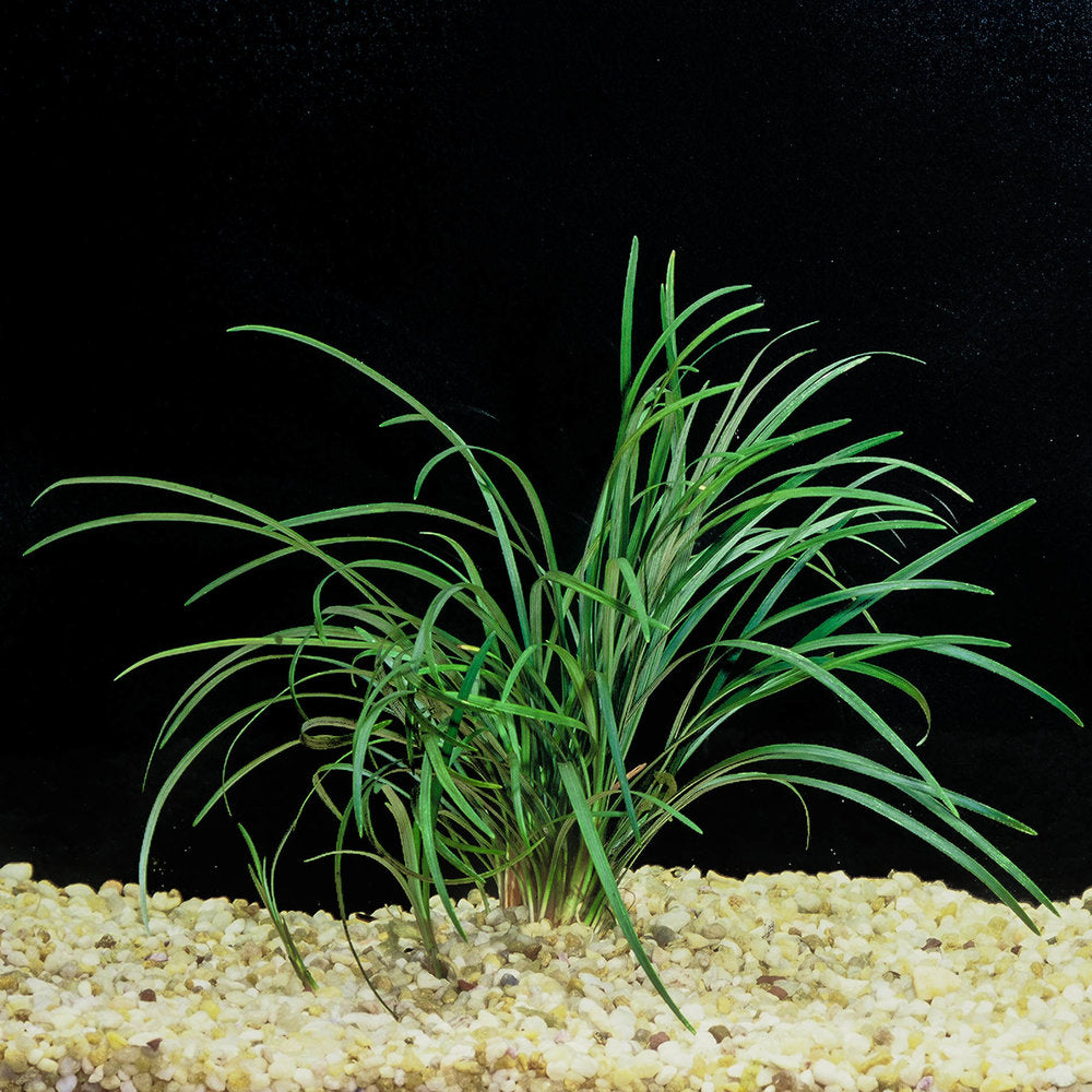 Mondo Grass (Ophiogon Japonica)