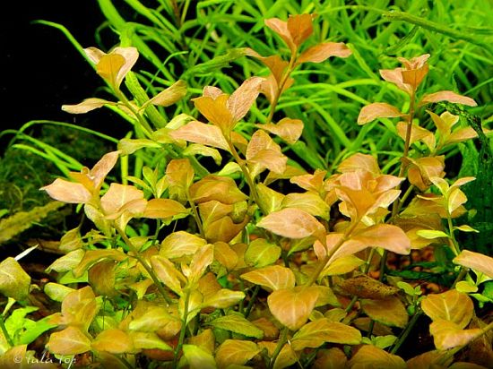 Oval Ludwigia (Ovalis)