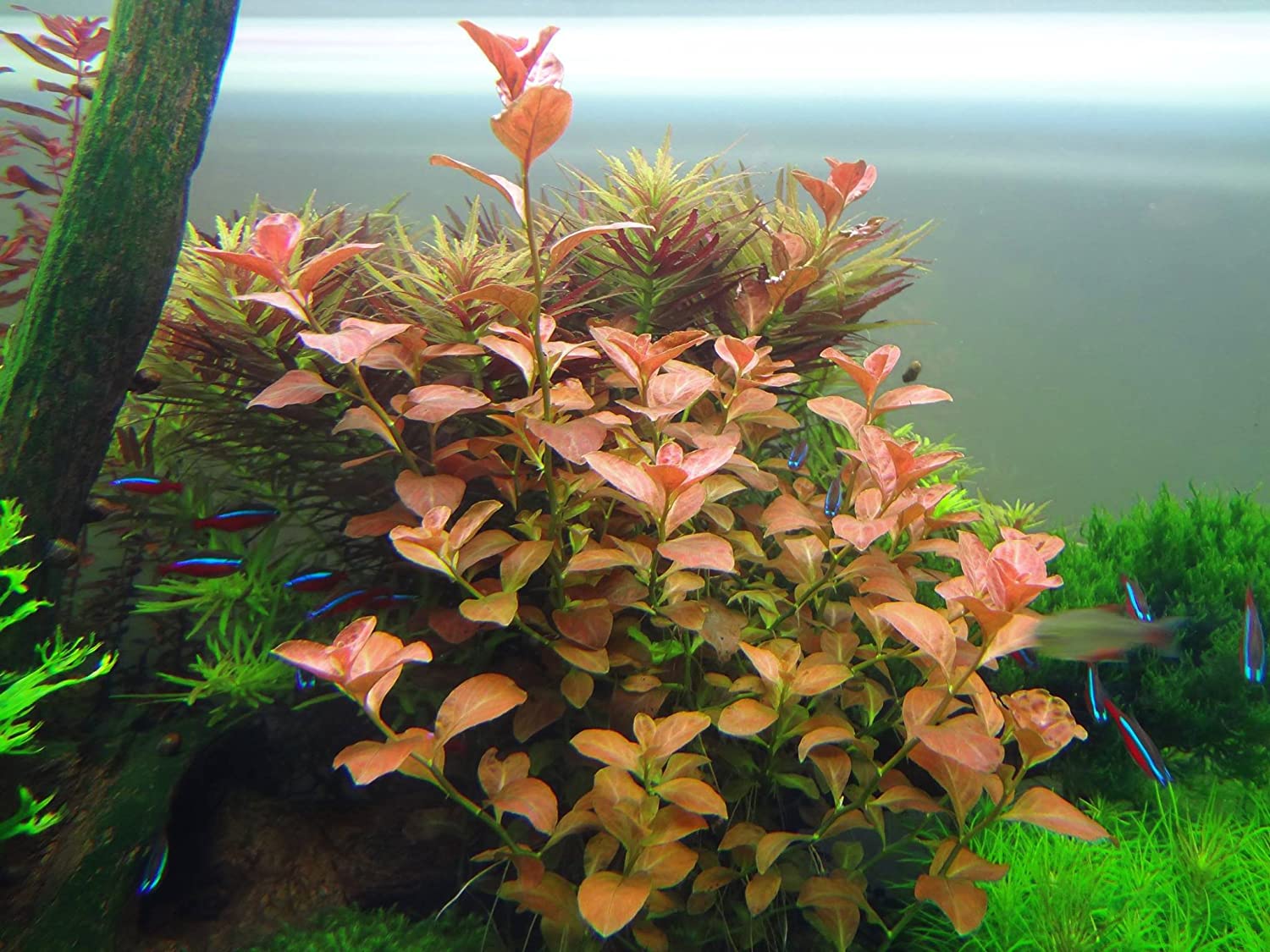 Oval Ludwigia (Ovalis)