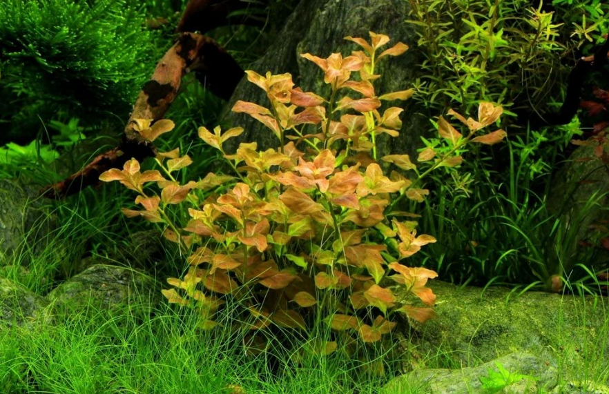 Oval Ludwigia (Ovalis)