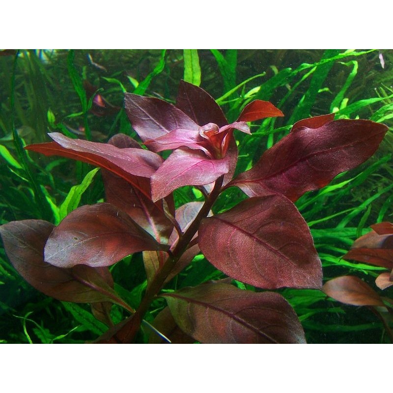 Ludwigia Repens (Rubin)