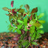 Ludwigia Repens sp