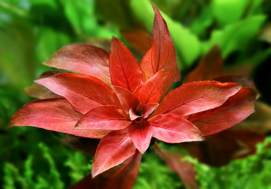 Ludwigia Repens (Rubin)