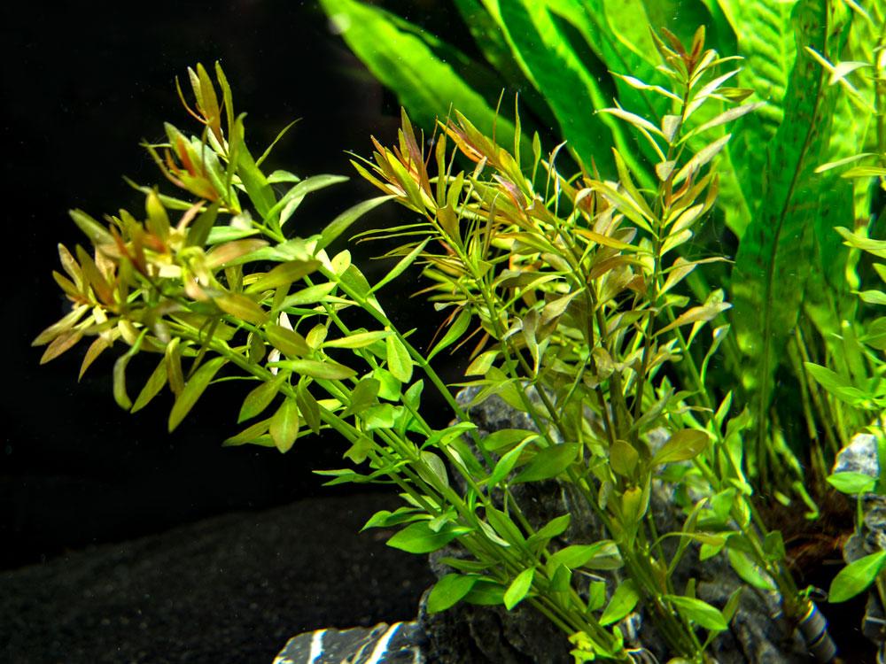 Vietnamese Rotala (Rotala Vietnam)