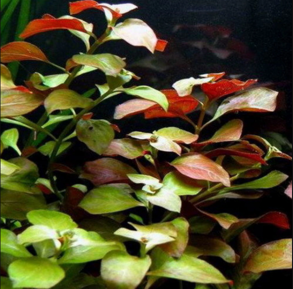 Ludwigia Repens sp