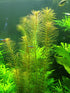 Vietnamese Rotala (Rotala Vietnam)