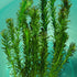 Anacharis Egeria Densa Bunch