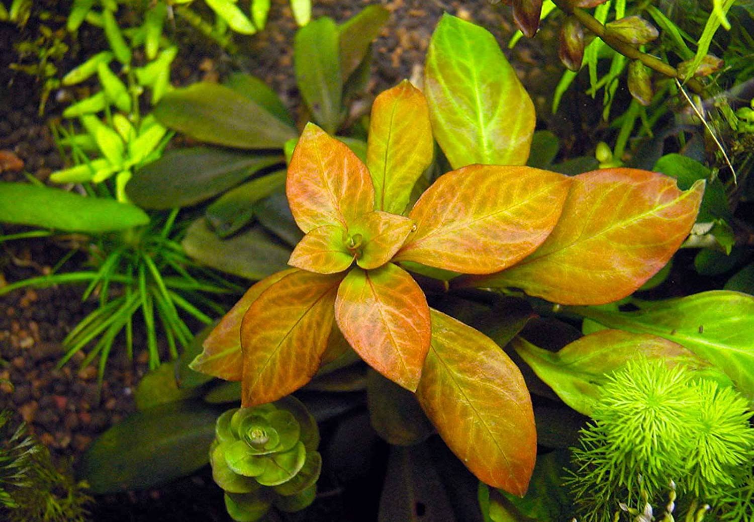 Oval Ludwigia (Ovalis)