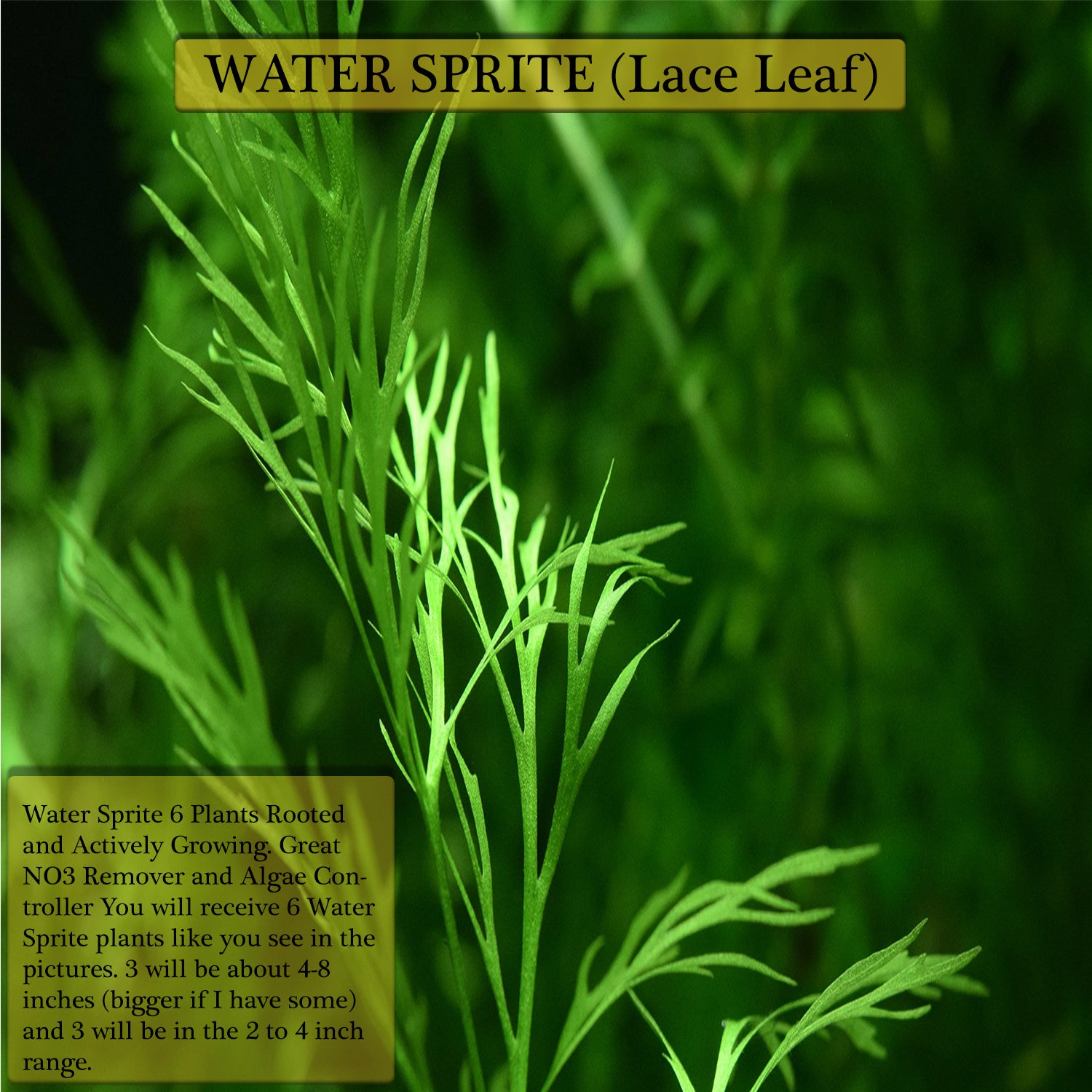 Buy 2 Get 1 Free WATER SPRITE (Lace Leaf) Potted Live Aquarium Plant Decor - Canton Aquatics