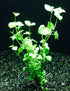 Micromeria Brownei thriving in an underwater aquarium setting with pebbles