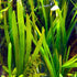 Dwarf Sagittaria (Broadleaf)