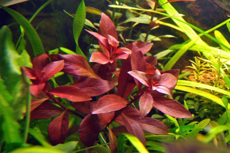 Ludwigia Repens (Super Red Mini)