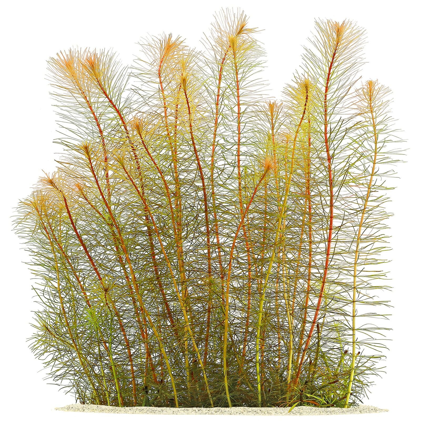 Vietnamese Rotala (Rotala Vietnam)