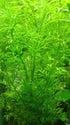 Buy 2 Get 1 Free WATER SPRITE (Lace Leaf) Potted Live Aquarium Plant Decor - Canton Aquatics