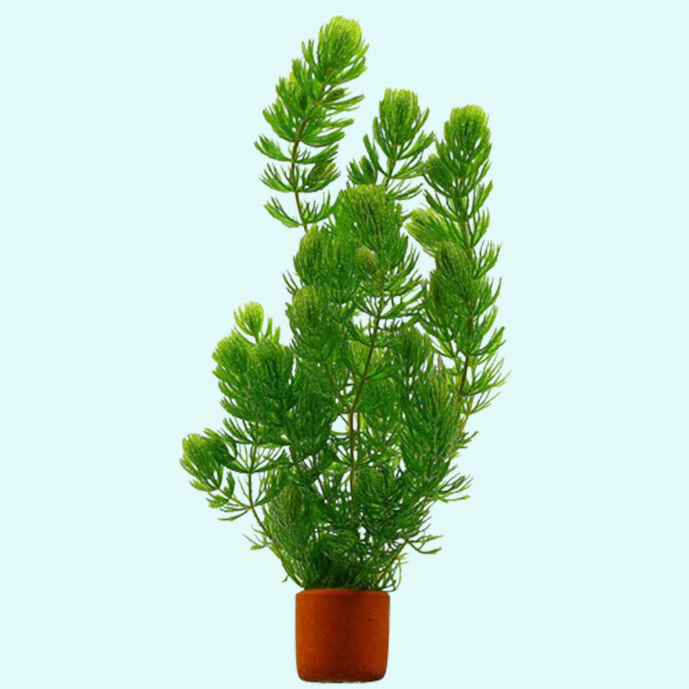 Lush Hornwort Aquatic Plant