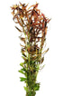 Vietnamese Rotala (Rotala Vietnam)