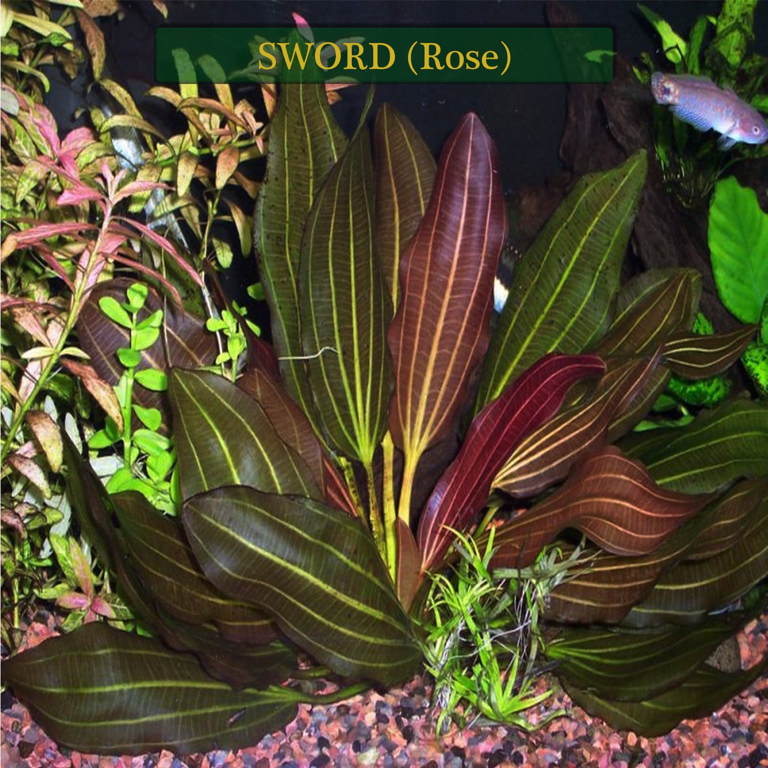 Buy 2 Get 1 Free Amazon Sword Red Rose Echinodorus Live Aquarium Plant Decor - Canton Aquatics