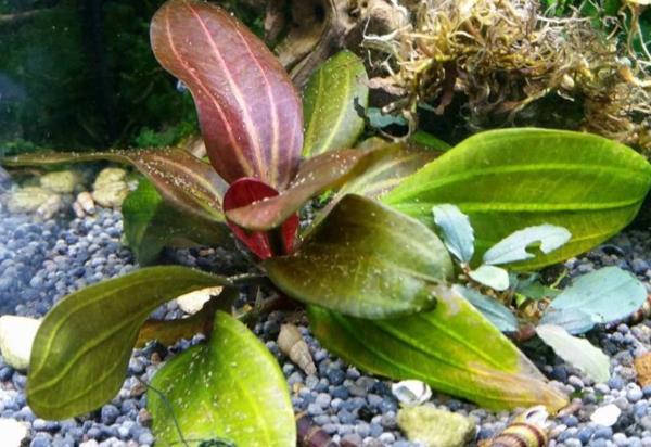 Amazon Sword Echinodorus (Red Pearl)